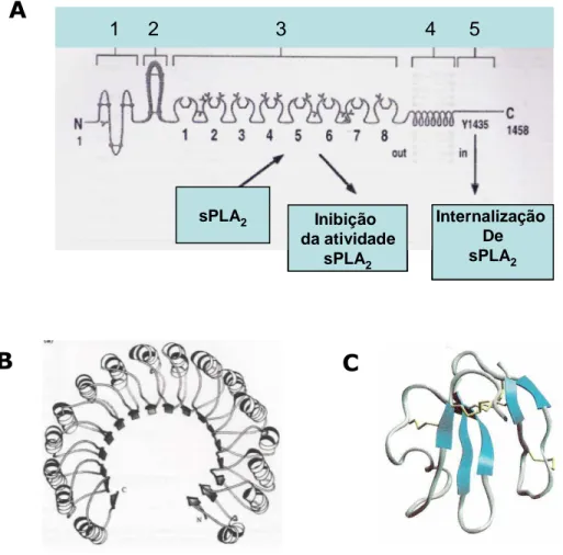 Figura  3.  Classes  estruturais  de  inibidores  de  sPLA 2  (PLIs).  A.-Alfa:  estrutura  contendo  domínios  de  reconhecimento  de  carboidratos  (CRD) e prováveis regiões de interação com as  sPLA 2 
