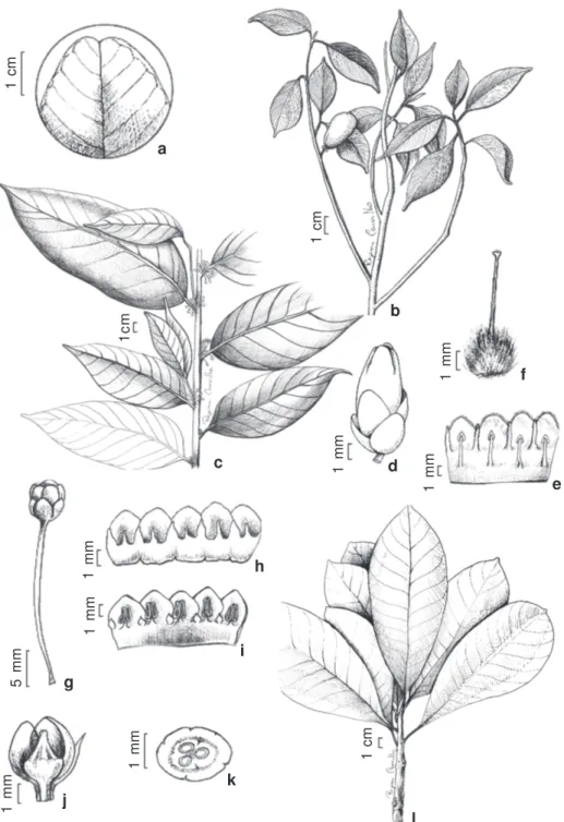 Figura 3 – a. Manilkara salzmannii – ápice foliar emarginado. b. Micropholis compta – ramo com fruto