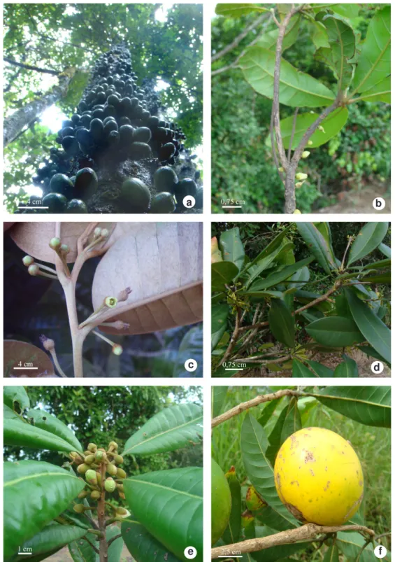 Figura 1 – Sapotaceae na Usina de São José, Igarassu, Pernambuco – a. Pradosia lactescens; b