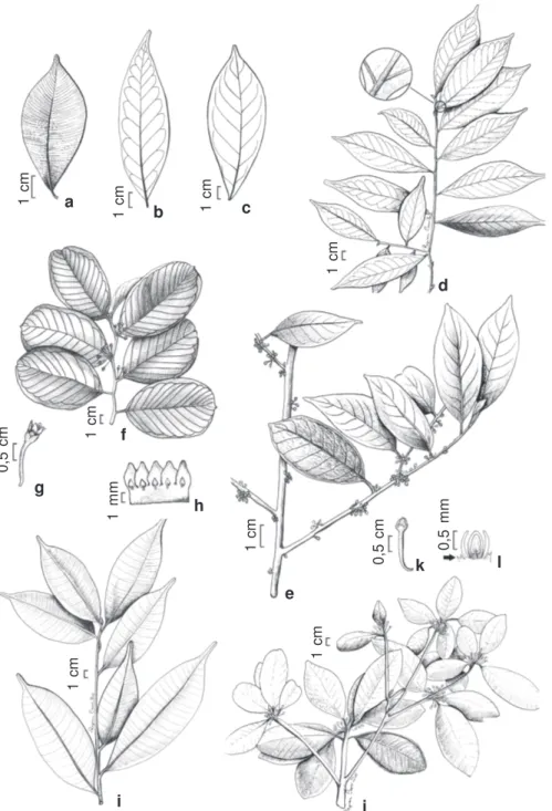 Figura 2 – a-c. tipos de venação foliar – a. craspedódroma, em Micropholis compta; b. broquidódroma, em Chrysophyllum marginatum; c