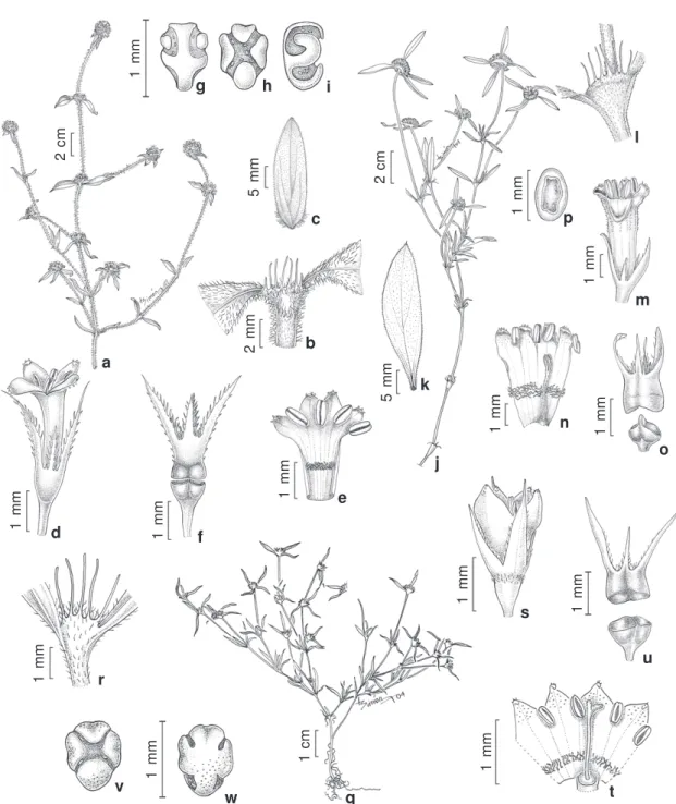 Figura 5 – a-i. Mitracarpus longicalyx – a. ramo floral; b. bainha estipular; c. folha; d