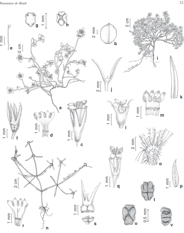 Figure 1 –  a-h. Mitracarpus albomarginatus – a. habit; b. leaf; c. flower; d. open corolla; e