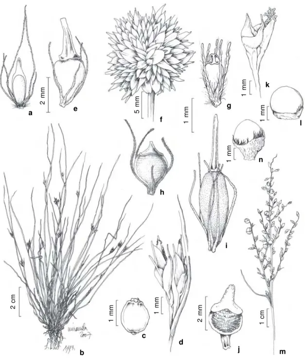 Figure 6 – a. Rhynchospora barbata (Vahl) Kunth – achene (Bove et al. 218b). b-d. R. brevirostris Griseb