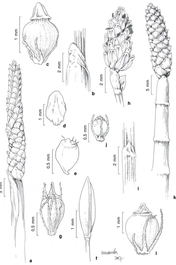 Figure 3 –  a-c. Eleocharis acutangula (Roxb.) Schult. – a. spike and culm not septate; b