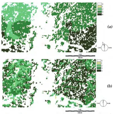 Fig. 9. Eucalyptus NPP estimations from field measurements (a) and NDVI model (b). 