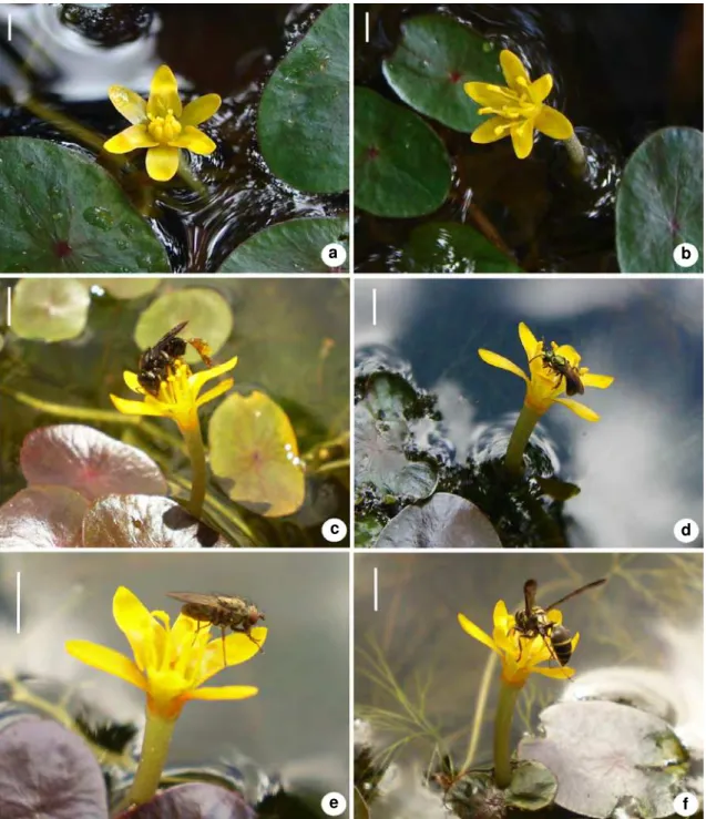 Figure 1 – Cabomba aquatica Aubl. – a. flower on the first day of anthesis; b. flower on the second day of anthesis.