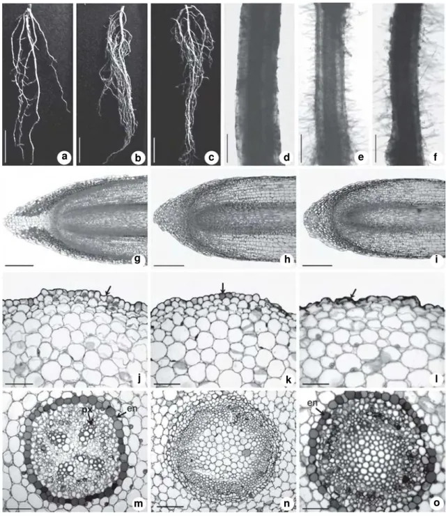Figure 1 – Allophylus edulis root 30 days after sowing – a, d, g, j, m. non-contaminated soil; b, e, h, k, n