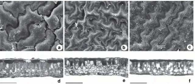 Figure 2 – Allophylus edulis eophyll 30 days after sowing – a, d. non-contaminated soil; b, e