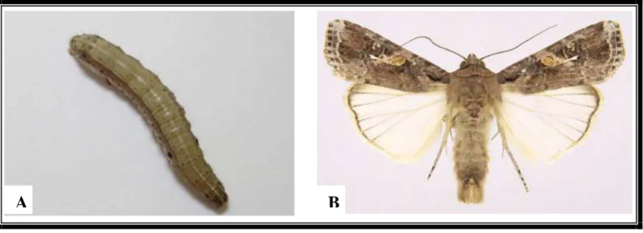 FIGURA 02 – Exemplares de Spodoptera frugiperda:  