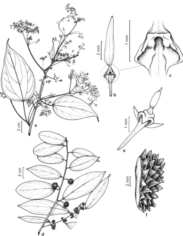Figura 1 – Espécies de Byttneria seção Vahihara – a-c. Byttneria catalpifolia subsp. catalpifolia – a