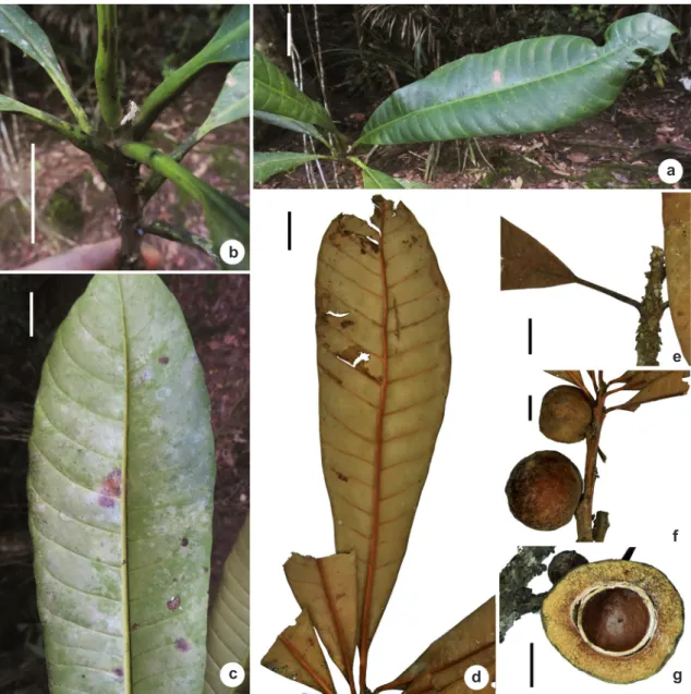 Figure 1 – Pouteria macrocarpa – a. leaves; b. petioles; c-d. venation pattern on living and dried samples; 