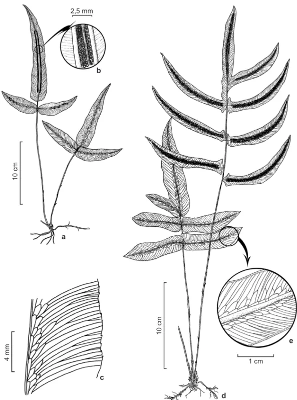 Figura 1 – a-c. Blechnum areolatum – a. hábito; b. detalhe da face abaxial da pina mostrando soro e indúsio glabro; 
