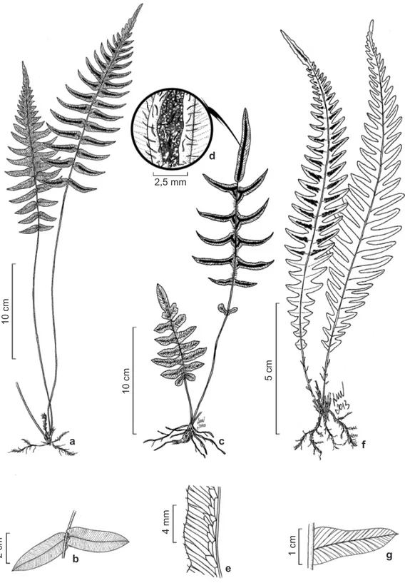 Figura 2 – a-b. Blechnum occidentale – a. hábito; b. detalhe das pinas basais. c-e. Blechnum longipilosum – c