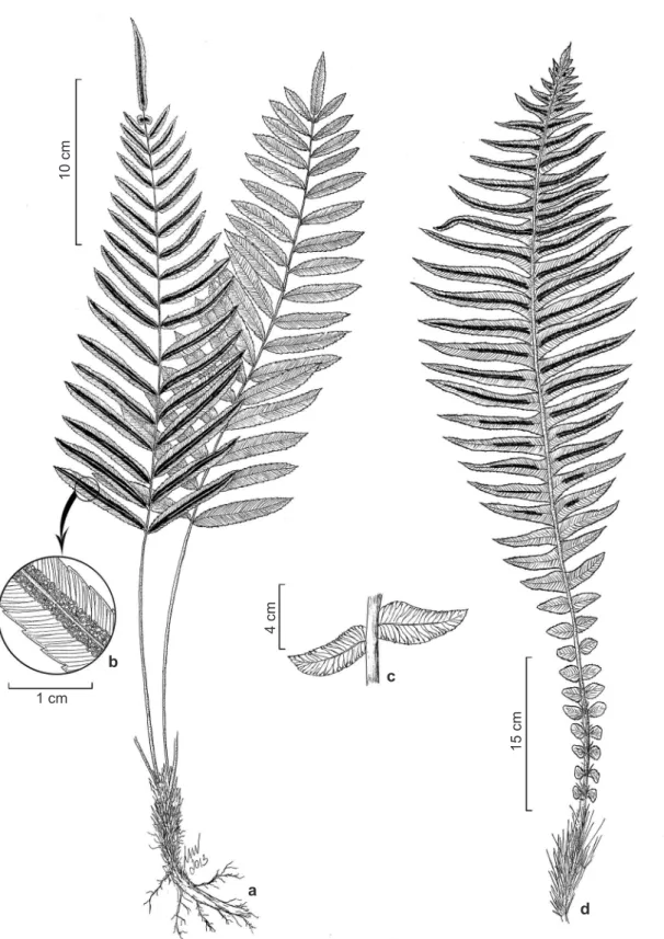 Figura 3 – a-b. Telmatoblechnum serrulatum – a. hábito; b. detalhe da face abaxial da pina mostrando soro e nervuras