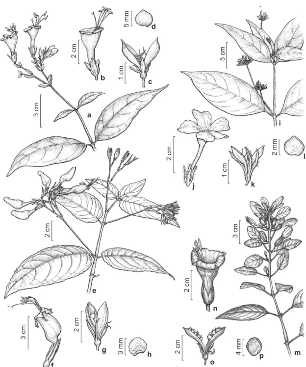 Figura 4 – a-d. Ruellia exserta – a. ramo florido; b. flor; c. cálice e fruto; d. semente