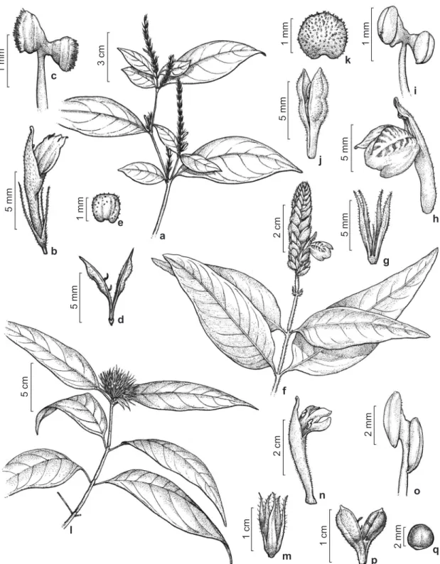 Figura 1 – a-e. Justicia divergens – a. ramo florido; b. flor; c. estame; d. fruto; e