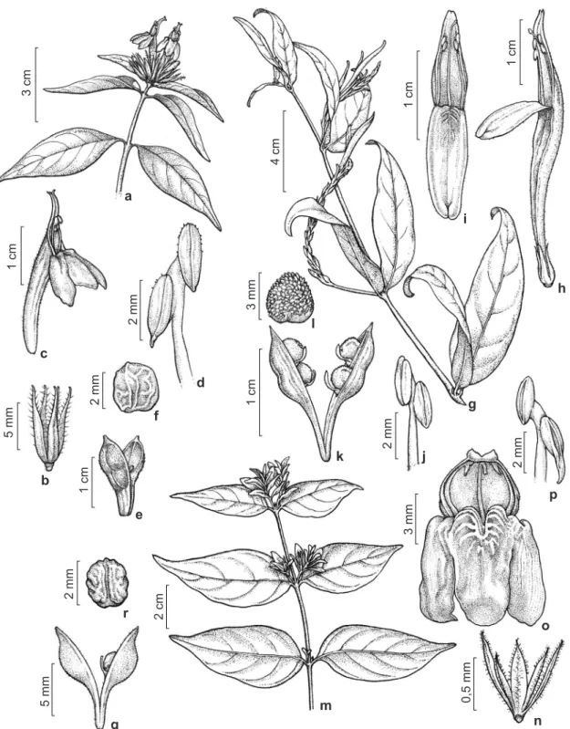 Figura 2 – a-f. Justicia sprucei – a. ramo florido; b. cálice; c. corola mostrando os estames; d