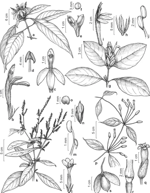 Figura 3 – a-f. Justicia  sp. 3 – a. ramo florido; b. flor; c. corola mostrando estames e estilete; d