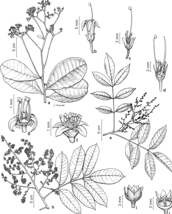 Figura 1 – a–d. Anacardium occidentale – a. ramo florido; b. flor estaminada (vista lateral); c