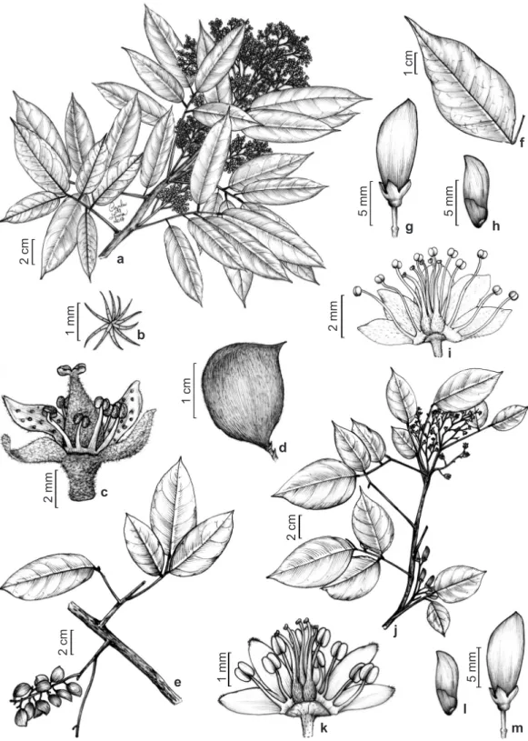 Figura 1 – a-d. Connarus perrottetii – a. hábito; b. tricoma dendroide da sépala; c. flor com três sépalas e três pétalas retiradas; d
