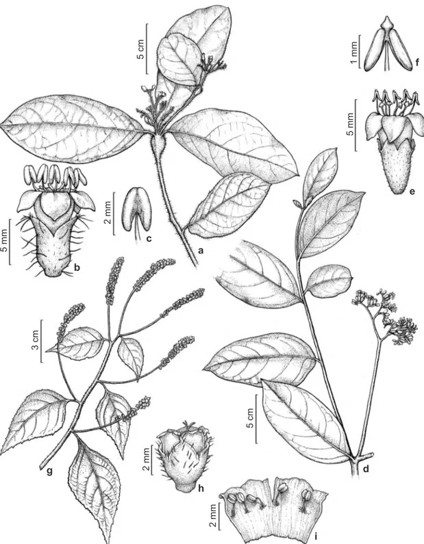 Figura 1 – a-c. Cordia  nodosa – a. ramo da inflorescência; b. flor; c. estame. d-f. Cordia exaltata – d