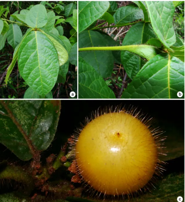 Figura 2 – Cordia nodosa – a. ramo com folhas; b. domácea no ápice do ramo; c. fruto. Fotos: a,b