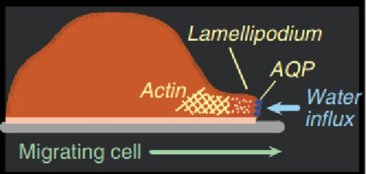 Figure 1.5 - Proposed mechanism of AQP-dependent cell migration, showing water influx through AQP  at the tip of a lamellipodium