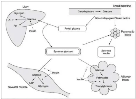 Figura 1: Efeitos da insulina na homeostase da glucose após ingestão alimentar (retirado de 16 )