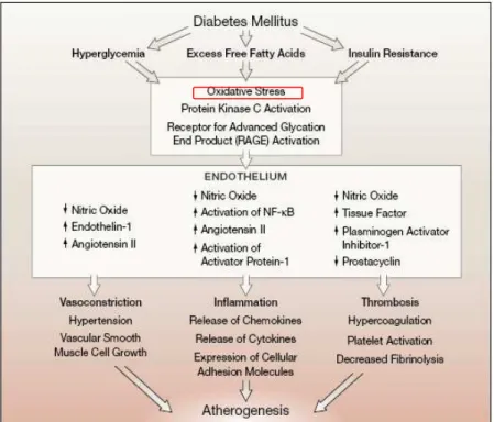 Figura 6: Disfunção endotelial na diabetes (retirado de 30 ).