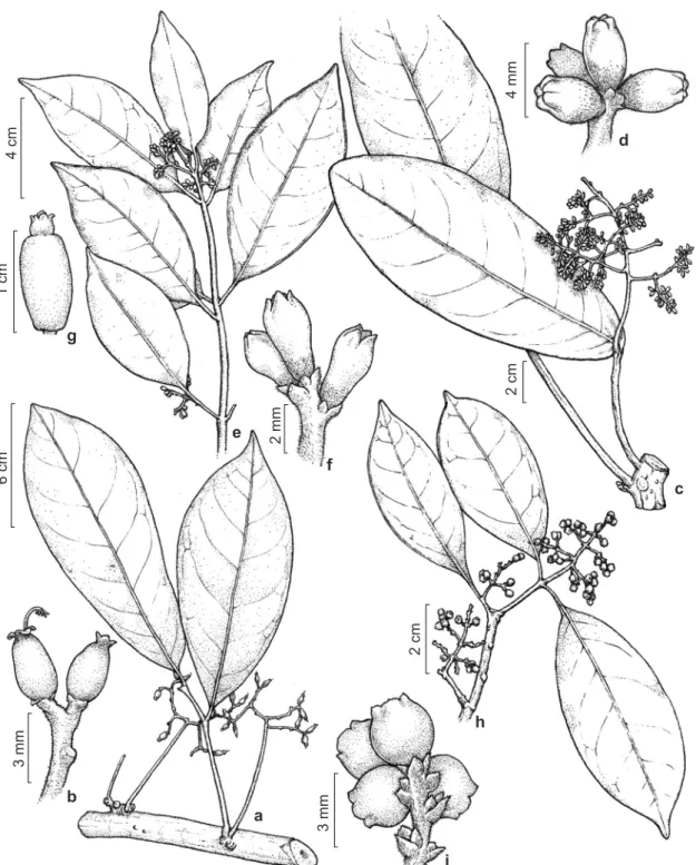 Figura 1 – a-b. Guapira venosa – a. ramo de planta pistilada com caulifloria; b. flores pistiladas com estigma penicilado  saliente do cálice
