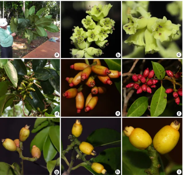 Figura 2 – a-c. Neea floribunda – a. ramo e inflorescência de planta estaminada; b-c. flores estaminadas em antese