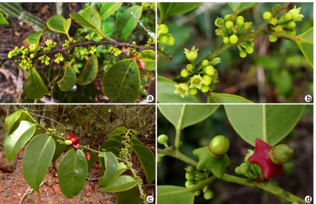 Figura 2 –a-d. Heisteria ovata – a. ramo com flores; b. detalhe da inflorescência; c. ramo com flores e frutos; 