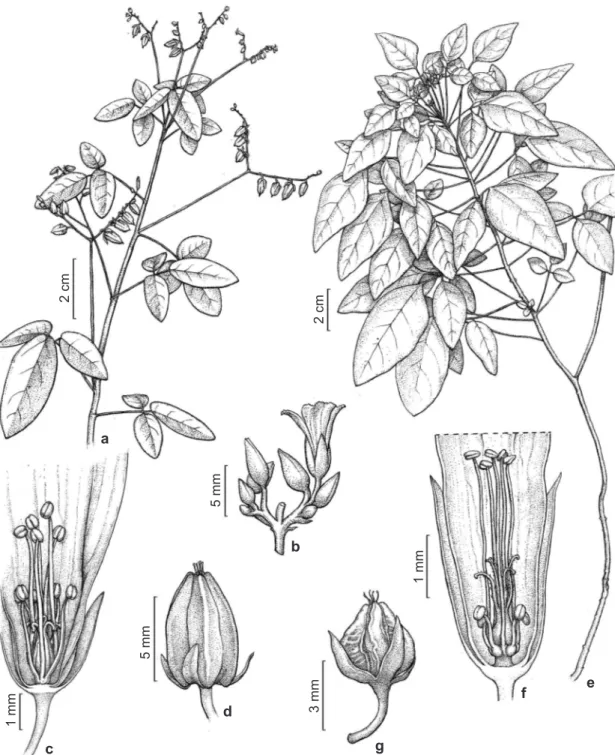 Figura 1 – a-d. Oxalis barrelieri – a. hábito; b. detalhe da inflorescência; c. flor brevistila (seção longitudinal); d
