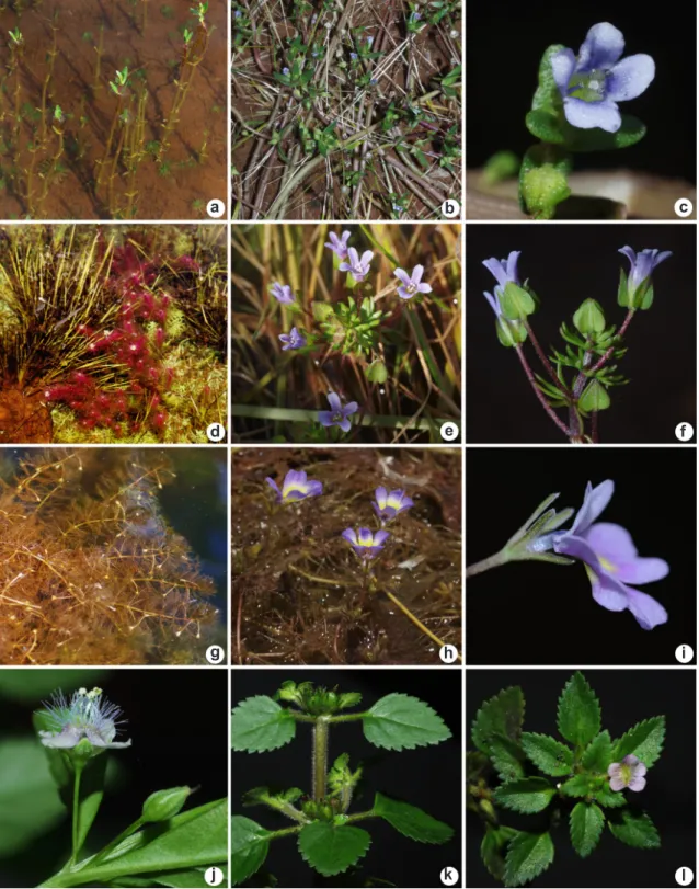 Figure 2 – a-c. Bacopa monnierioides – a. specimens in flooded habitat; b. flowering branches; c