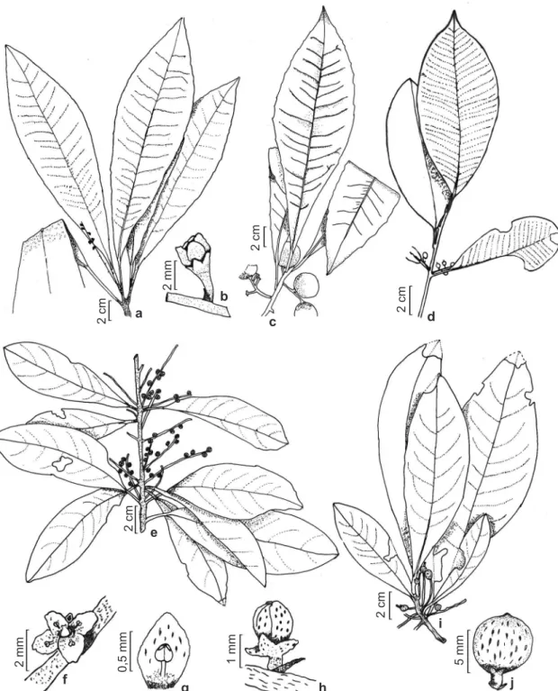 Figura 1 – a-b. Clavija lancifolia subsp. chermontiana – a. ramo com flores; b. flor estaminada