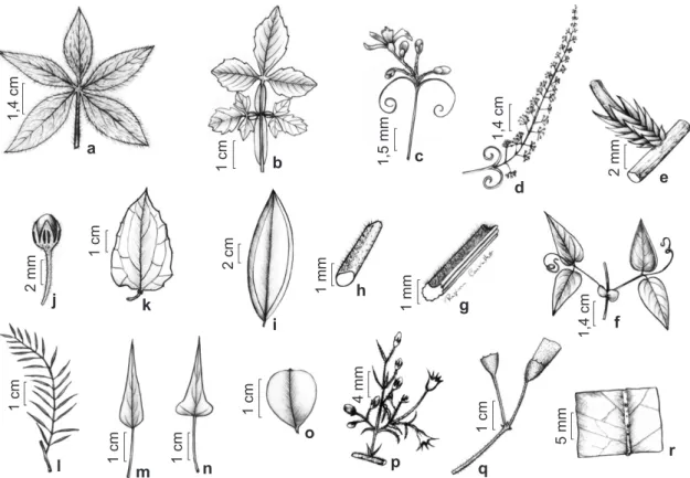 Figura 2 – a. Merremia aegyptia (G.C. Delgado-Junior 426) – folha palmada; b. Serjania marginata (G.C