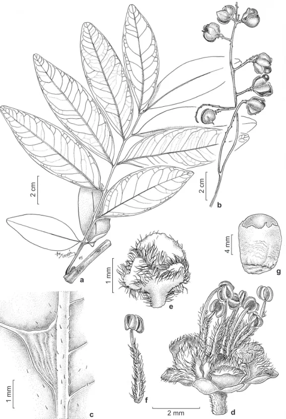 Figura 3 – Matayba guianensis Aubl. – a. ramo; b. inflorescência; c. detalhe da face abaxial do folíolo mostrando  uma domacia urceolada; d