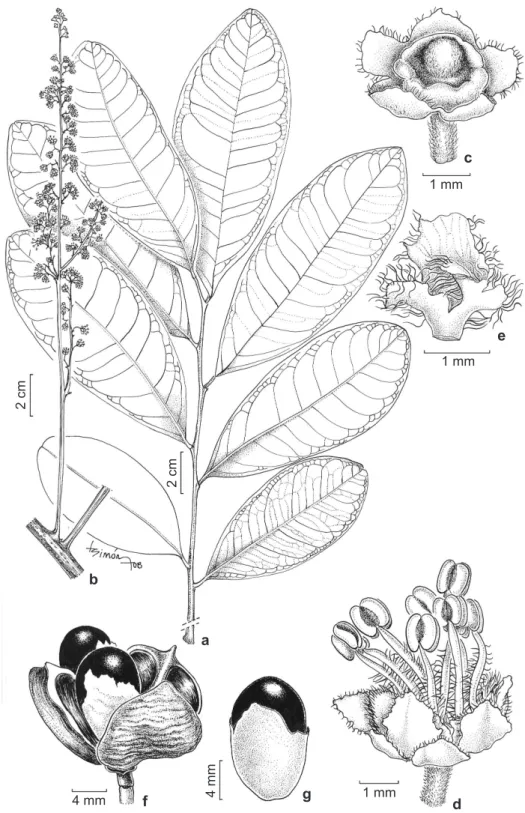 Figura 5 – Matayba juglandifolia (Cambess.) Radlk. – a. folhas; b. parte de ramo com inflorescência; c