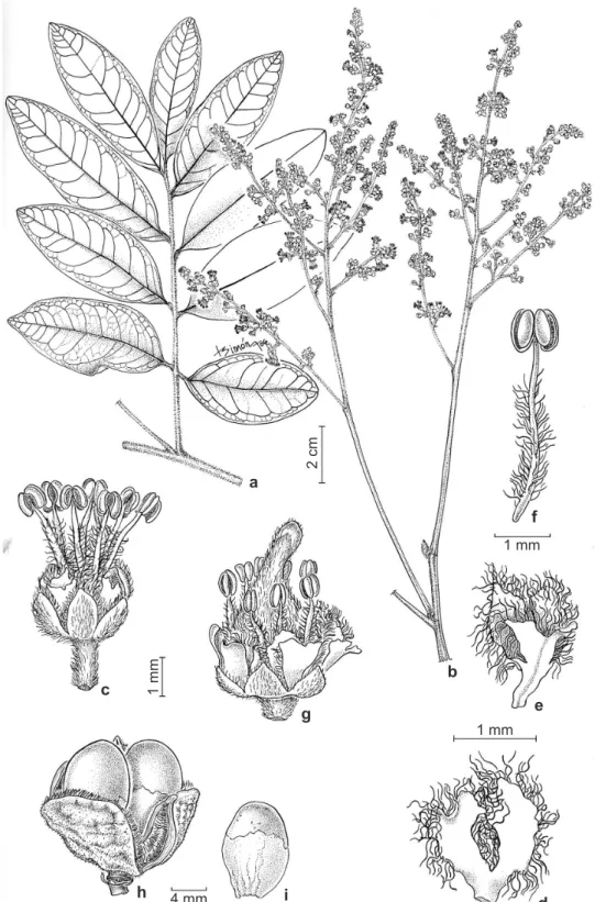 Figura 6 – Matayba mollis Radlk. – a. ramo; b. inflorescência; c. flor estaminada; d. pétala, face adaxial, evidente  o apêndice petalífero; e