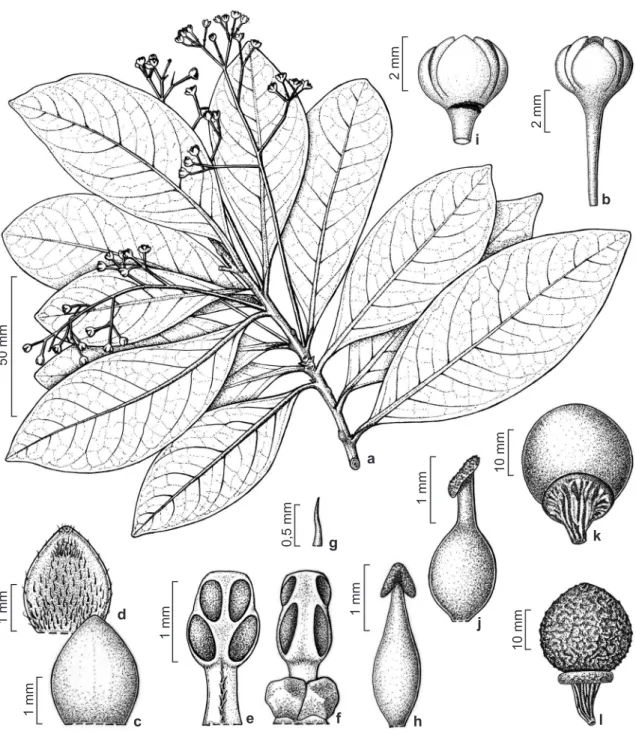 Figura 2 – Ocotea mantiqueirae – a. ramo florífero; b. flor masculina; c. face abaxial da tépala da série I; d