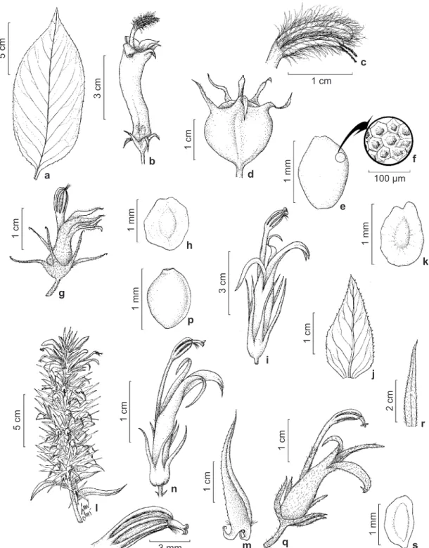 Figura 1 – a-f. Centropogon cornutus – a. folha; b. detalhe da flor; c. detalhes das anteras; d