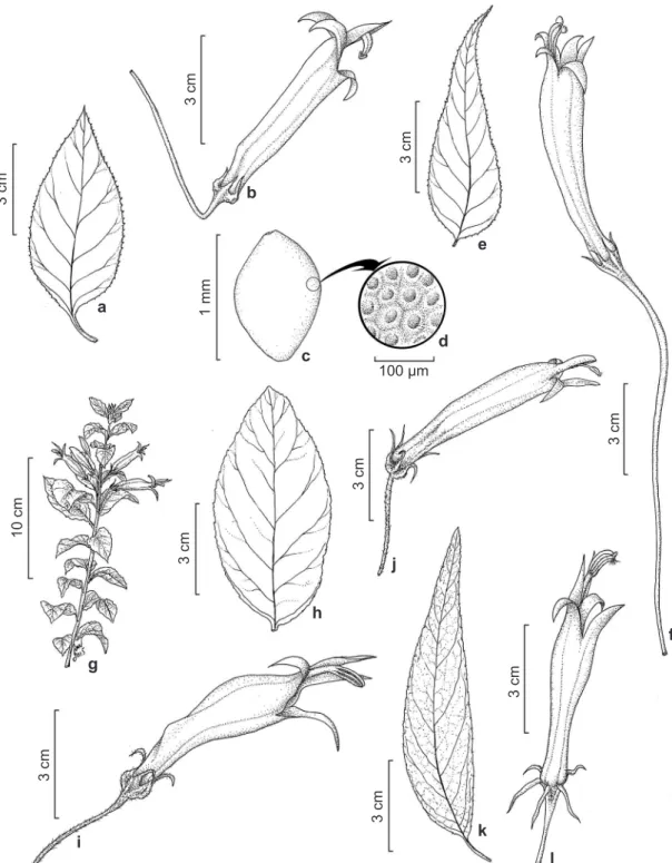 Figura 2 – a-d. Siphocampylus aff. fluminensis – a. folha; b. detalhe da flor; c. semente; d