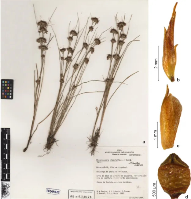 Figura 8 – Rhynchospora riparia – a. hábito (neotypus); b. espigueta; c. vista lateral da gluma; d