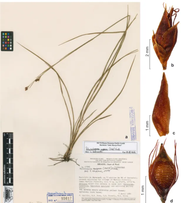 Figura 9 – Rhynchospora rugosa – a. hábito (exsicata); b. espigueta; c. vista lateral da gluma; d
