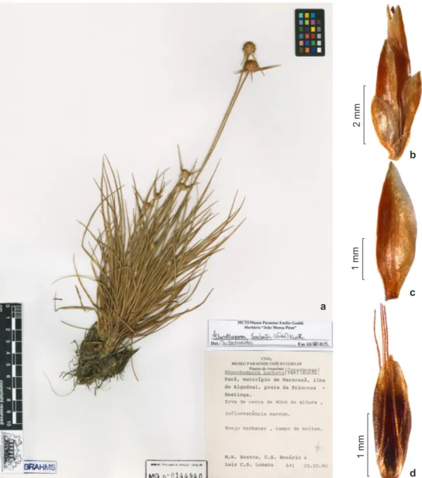 Figura 1 – Rhynchospora barbata – a. hábito (exsicata); b. espigueta; c. vista lateral da gluma; d
