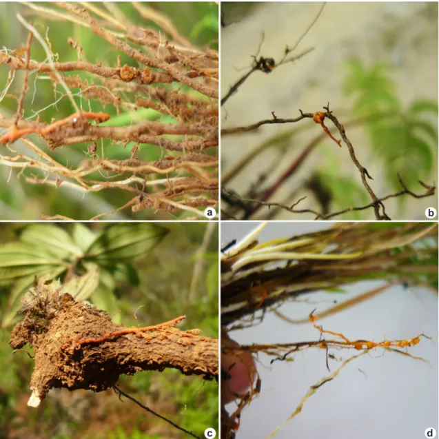 Figure 1 – The haustoria of E. grandiflora on roots – a. Axonopus compressus; b. Thelypteris conspersa; c