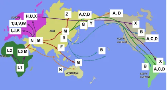Figura 3  –  Migrações e variações dos haplogrupos classificados a partir do  DNA mitocondrial