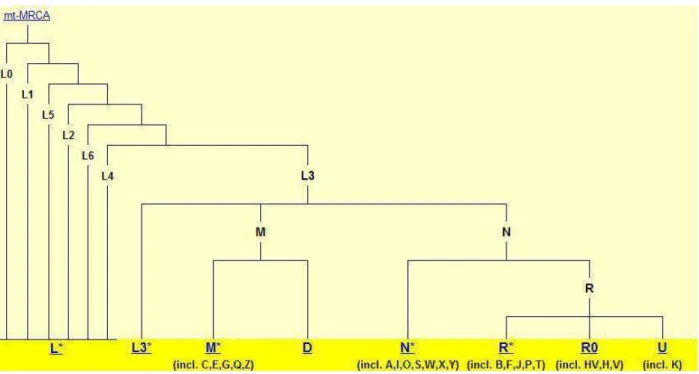 Figura 4  –  Árvore Filogenética Simplificada do DNA mitocondrial 