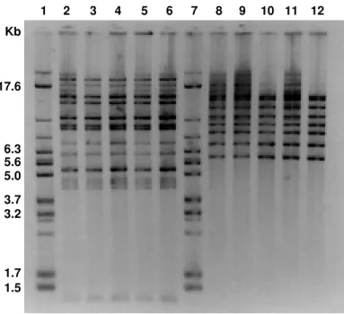 Fig. 1 - Banding patterns of E. cloacae belonging to biotype 26/serotype O3 (lanes 2 to 6) generated by EcoRI (pattern E1), and of E