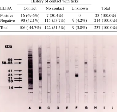Fig. 1 - Western blotting results for sera of dogs from Cotia. A- Borrelia burgdorferi antigens stained with colloidal gold; B- positive standard serum; C to I- positive test samples;  J-negative sample.